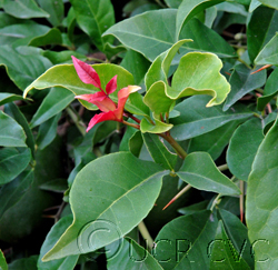 درخت فلاسک پودر اوگاندا